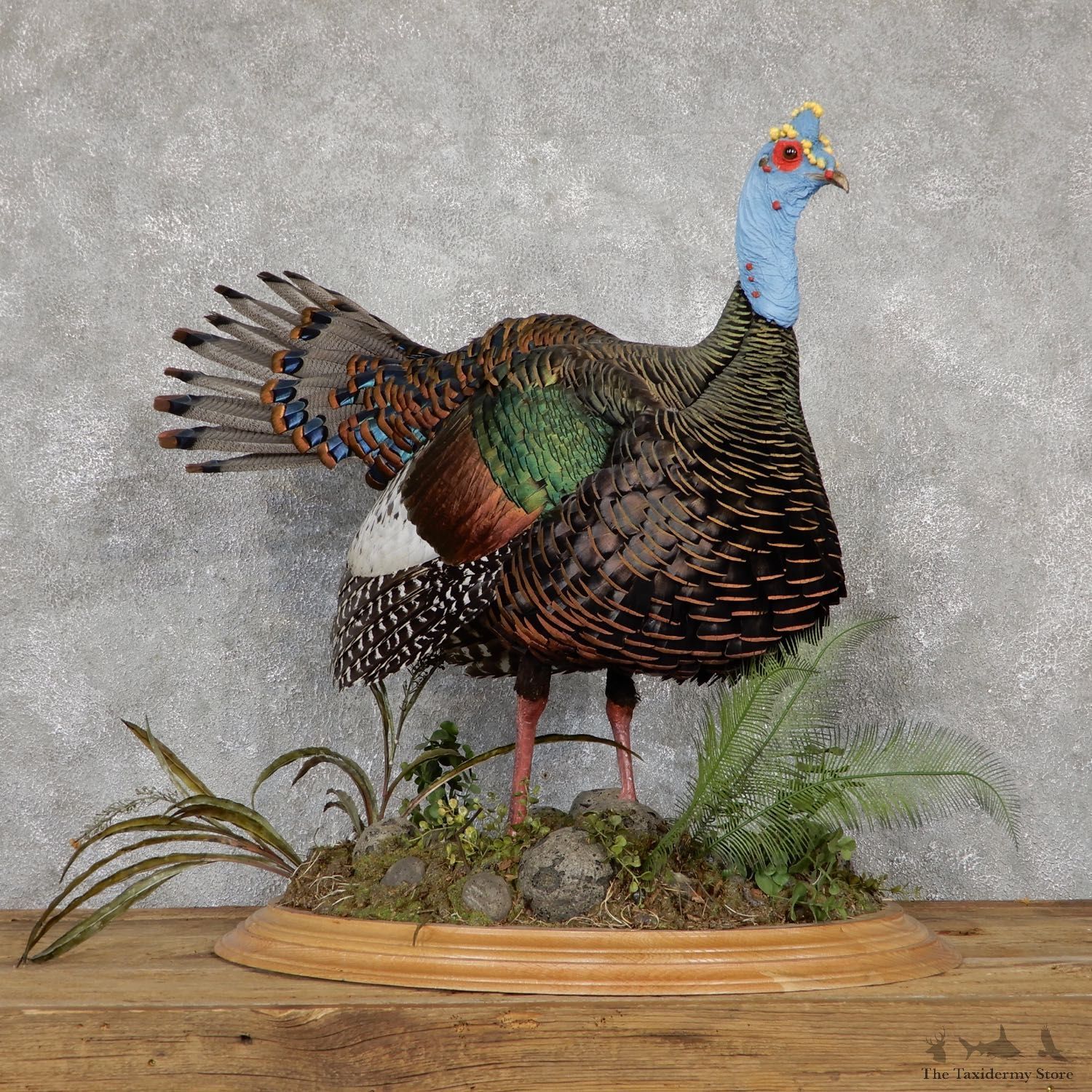 Ocellated Turkey Bird Mount For Sale #19435 @ The Taxidermy Store