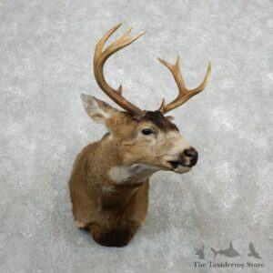 Sitka Blacktail Deer Shoulder Mount For Sale #18092 For Sale @ The Taxidermy Store