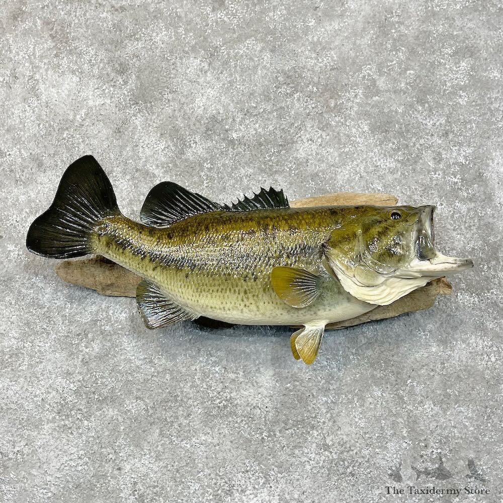 Largemouth Bass Fish Mount For Sale #28521 @ The Taxidermy Store