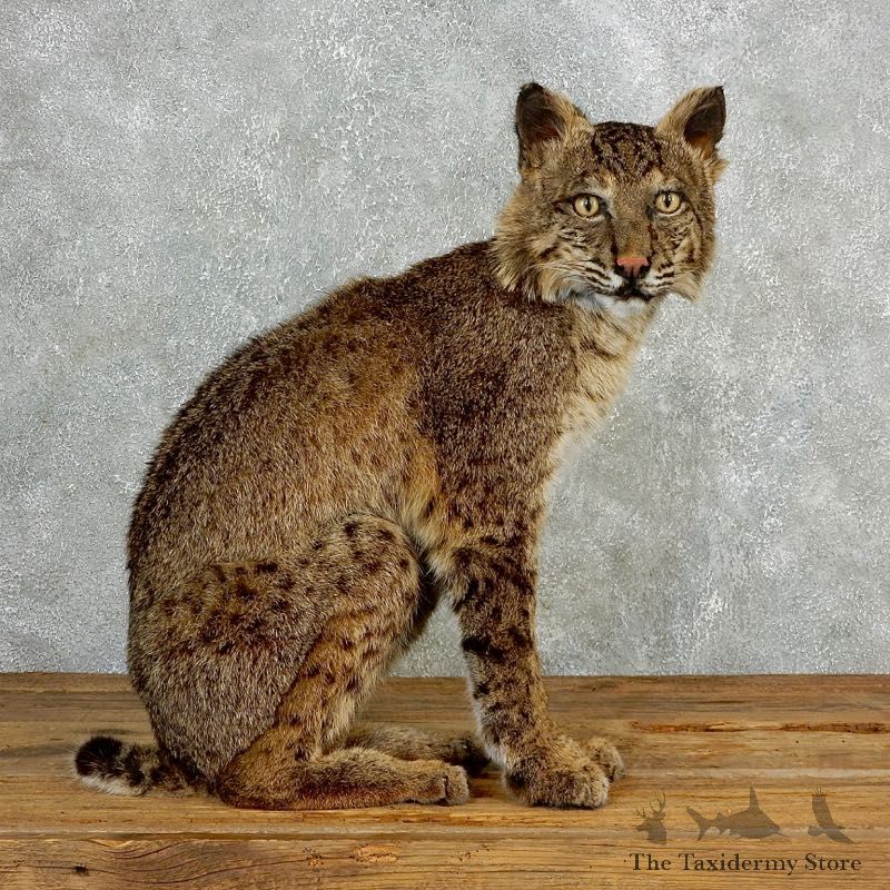 Bobcat Life-Size Mount For Sale #17823 @ The Taxidermy Store
