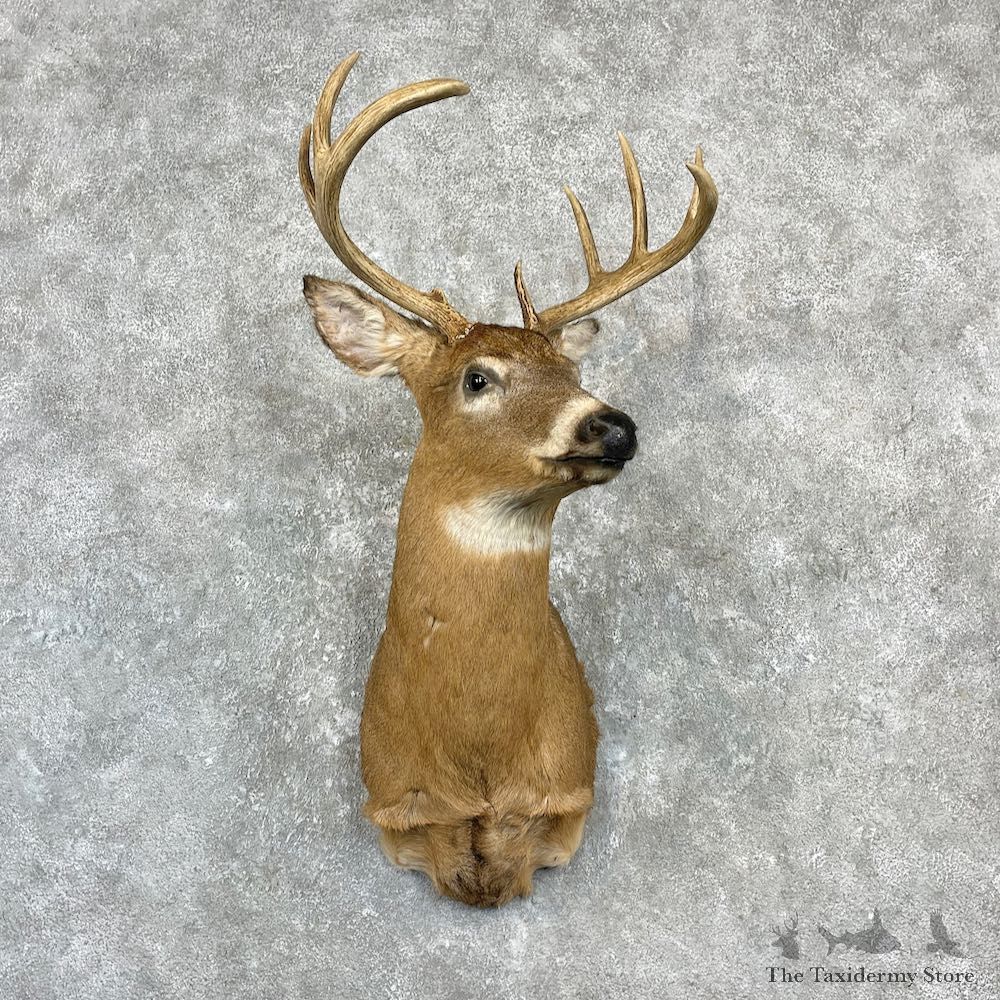 Whitetail Deer Shoulder Mount For Sale #27153 @ The Taxidermy Store