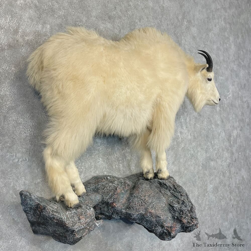 Mountain Goat Life-Size Mount For Sale #27657 @ The Taxidermy Store