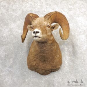 Bighorn Sheep Shoulder Mount For Sale #21315 @ The Taxidermy Store