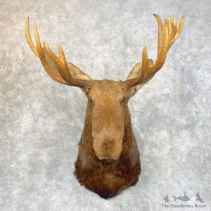 Maine Moose Shoulder Mount For Sale #23959 @ The Taxidermy Store