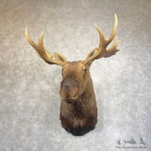 Canadian Moose Shoulder Mount For Sale #24587 @ The Taxidermy Store