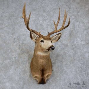 Mule Deer Shoulder Mount For Sale #15738 @ The Taxidermy Store