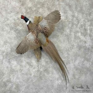 Ringneck Pheasant Bird Mount For Sale #31740 @ The Taxidermy Store