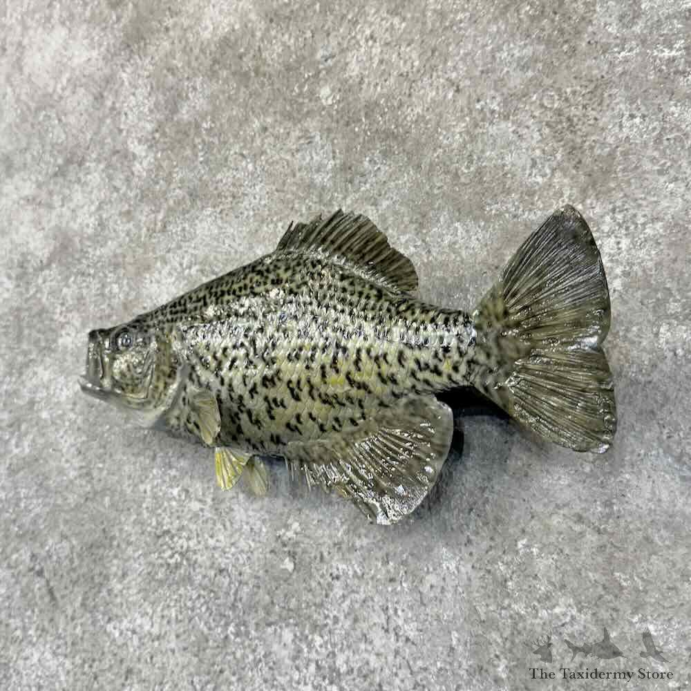 Black Crappie Fish Mount For Sale #30773 @ The Taxidermy Store