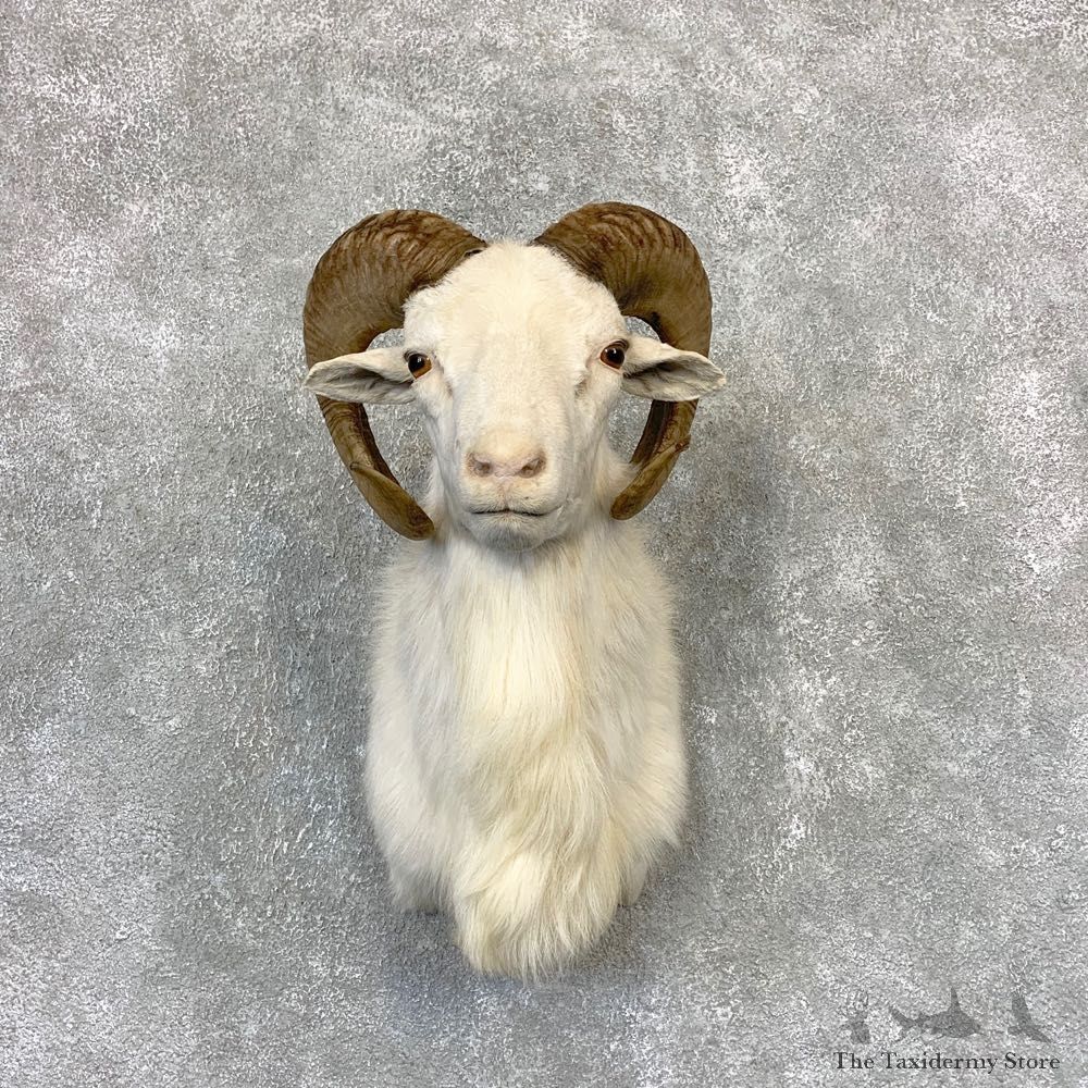 Texas Dall Sheep Mount For Sale #21617 @ The Taxidermy Store
