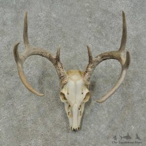 Whitetail Deer Skull European Mount For Sale #16270 @ The Taxidermy Store