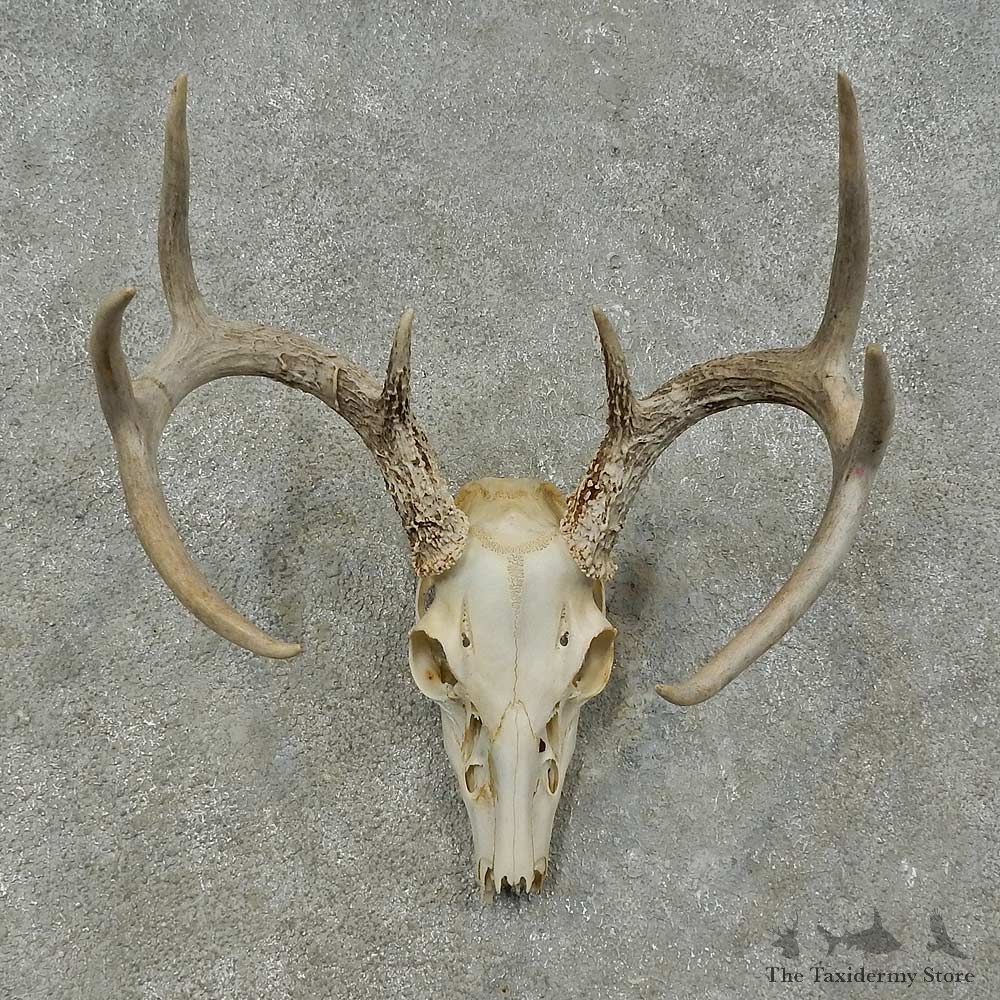 Whitetail Deer Skull European Mount For Sale #16270 @ The Taxidermy Store