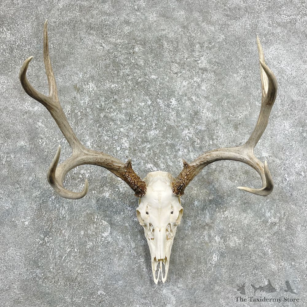 Whitetail Deer Skull European Mount For Sale #26255 @ The Taxidermy Store