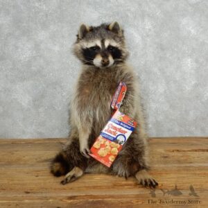 Novelty Raccoon Mount For Sale #18146 @ The Taxidermy Store