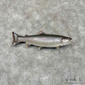 Rainbow Trout Fish Mount For Sale #31678 @ The Taxidermy Store