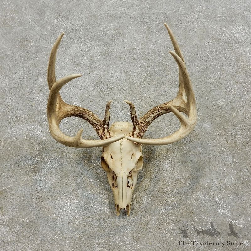 Whitetail Deer Skull European Mount For Sale #17560 @ The Taxidermy Store