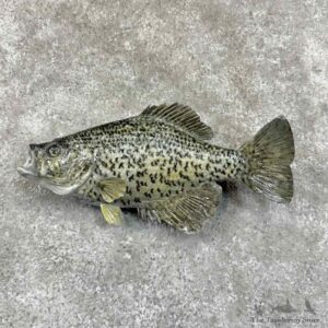 Black Crappie Fish Mount For Sale #30773 @ The Taxidermy Store