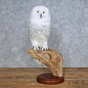 Snowy Owl Reproduction Bird Mount For Sale #14716 @ The Taxidermy Store