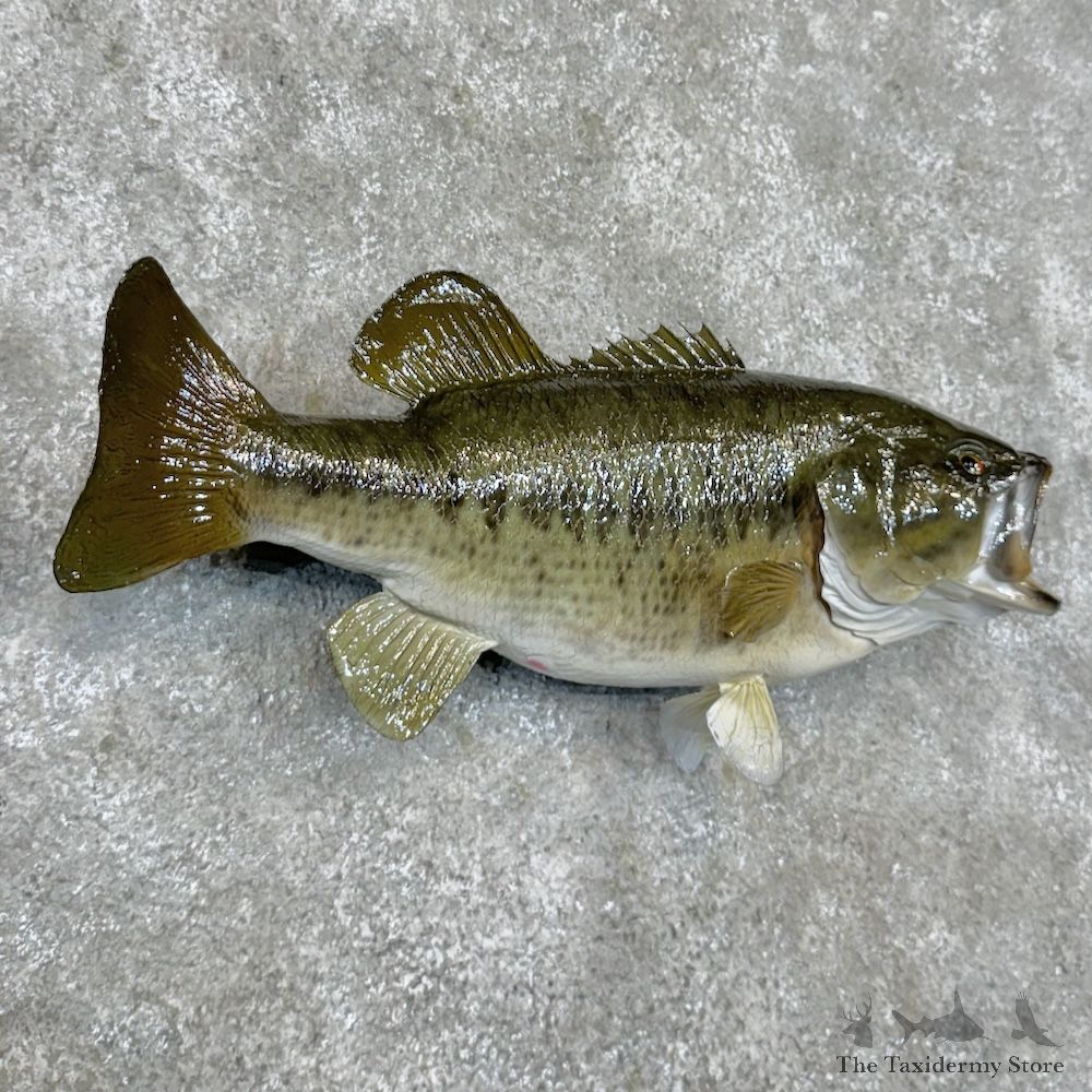 Largemouth Bass Fish Mount For Sale #29819 @ The Taxidermy Store