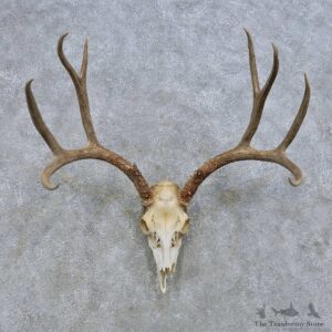 Mule Deer Skull European Mount For Sale #14651 @ The Taxidermy Store