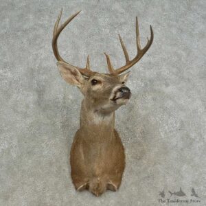 Whitetail Deer Shoulder Mount For Sale #16684 @ The Taxidermy Store