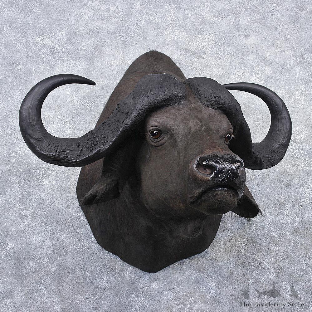 African Cape Buffalo Shoulder Taxidermy Head Mount #10634 For Sale @ The Taxidermy Store
