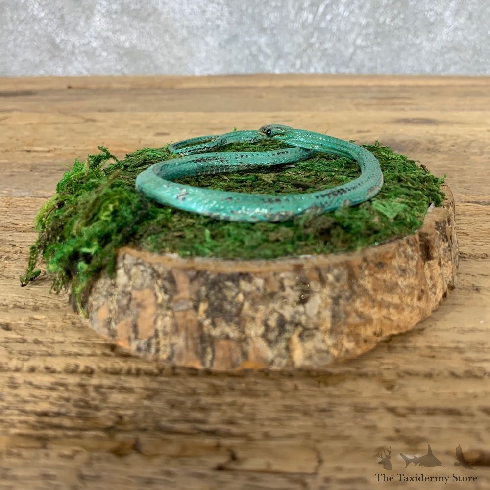 Green Snake Taxidermy Mount For Sale #21542 @ The Taxidermy Store