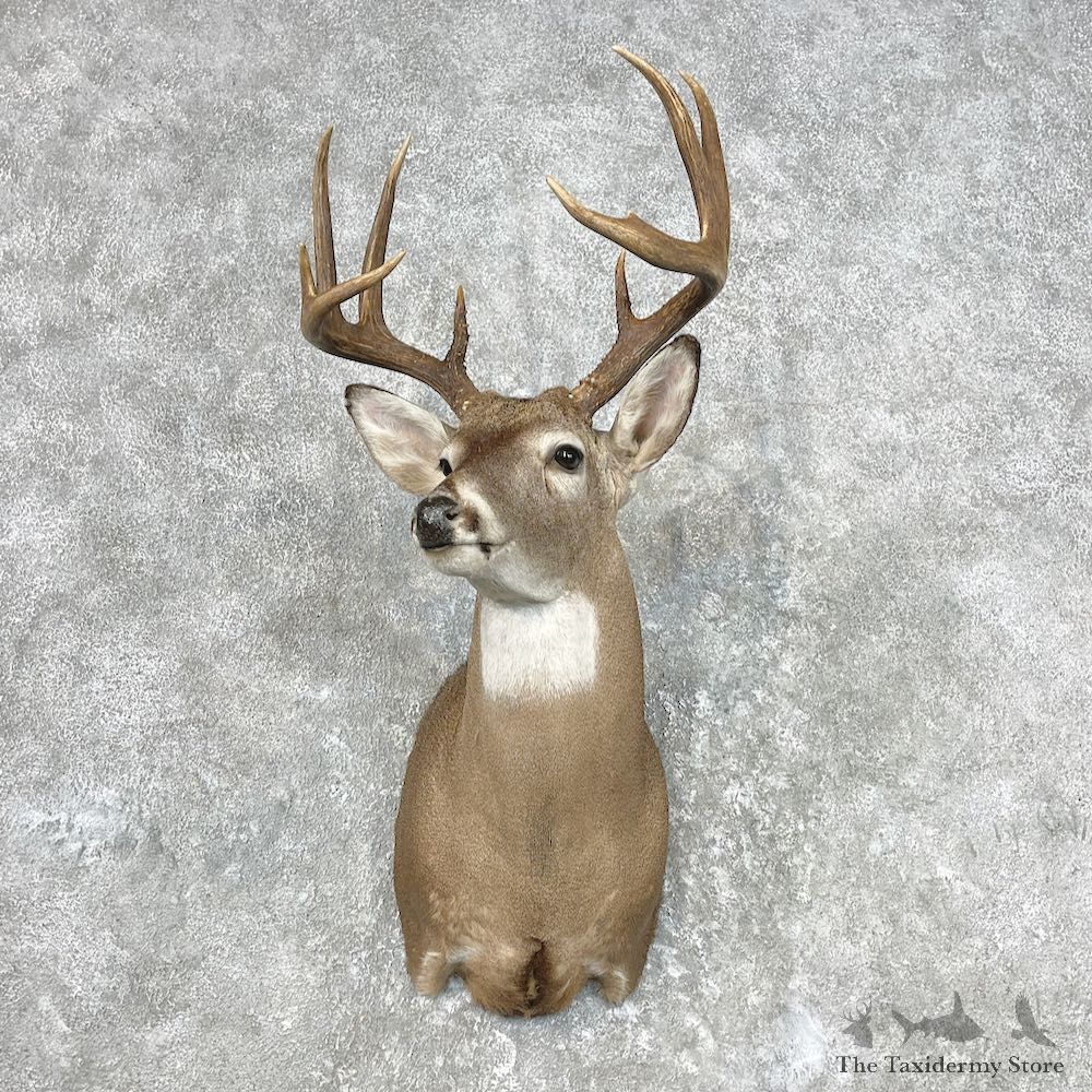 Whitetail Deer Shoulder Mount For Sale #26823 @ The Taxidermy Store