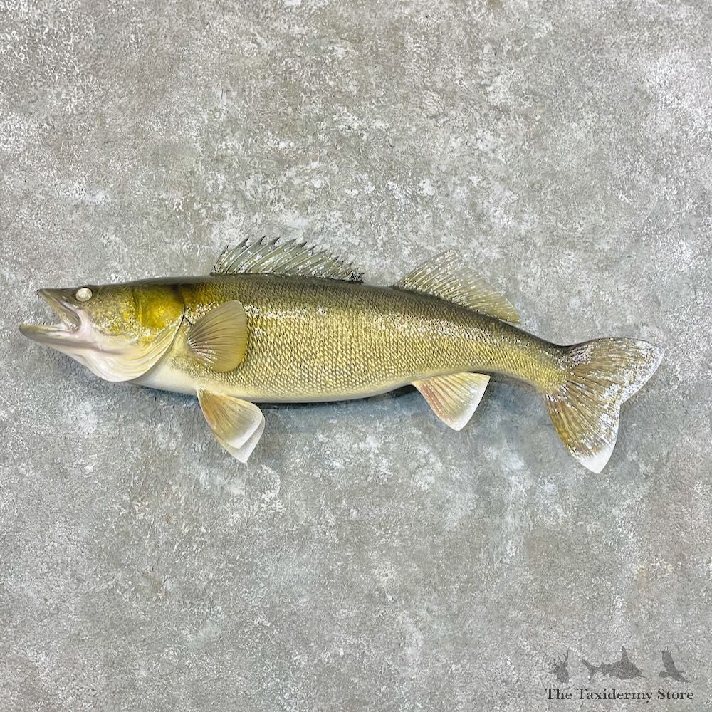 Walleye Fish Mount For Sale #27717 @ The Taxidermy Store