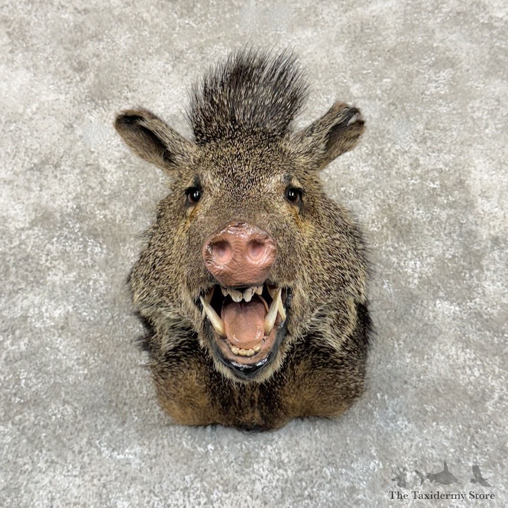 Collared Peccary Shoulder Mount For Sale #30033 @ The Taxidermy Store
