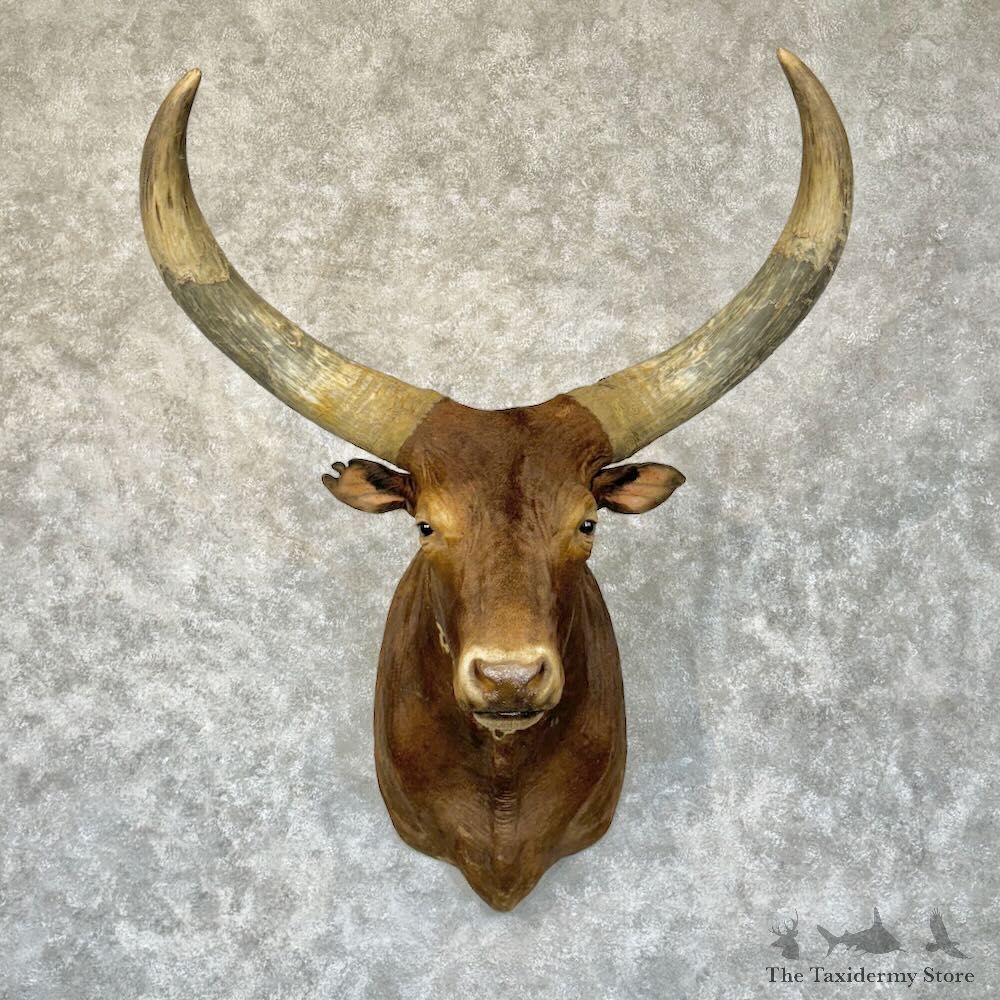 Ankole Watusi Longhorn Shoulder Mount For Sale #28766 @ The Taxidermy Store