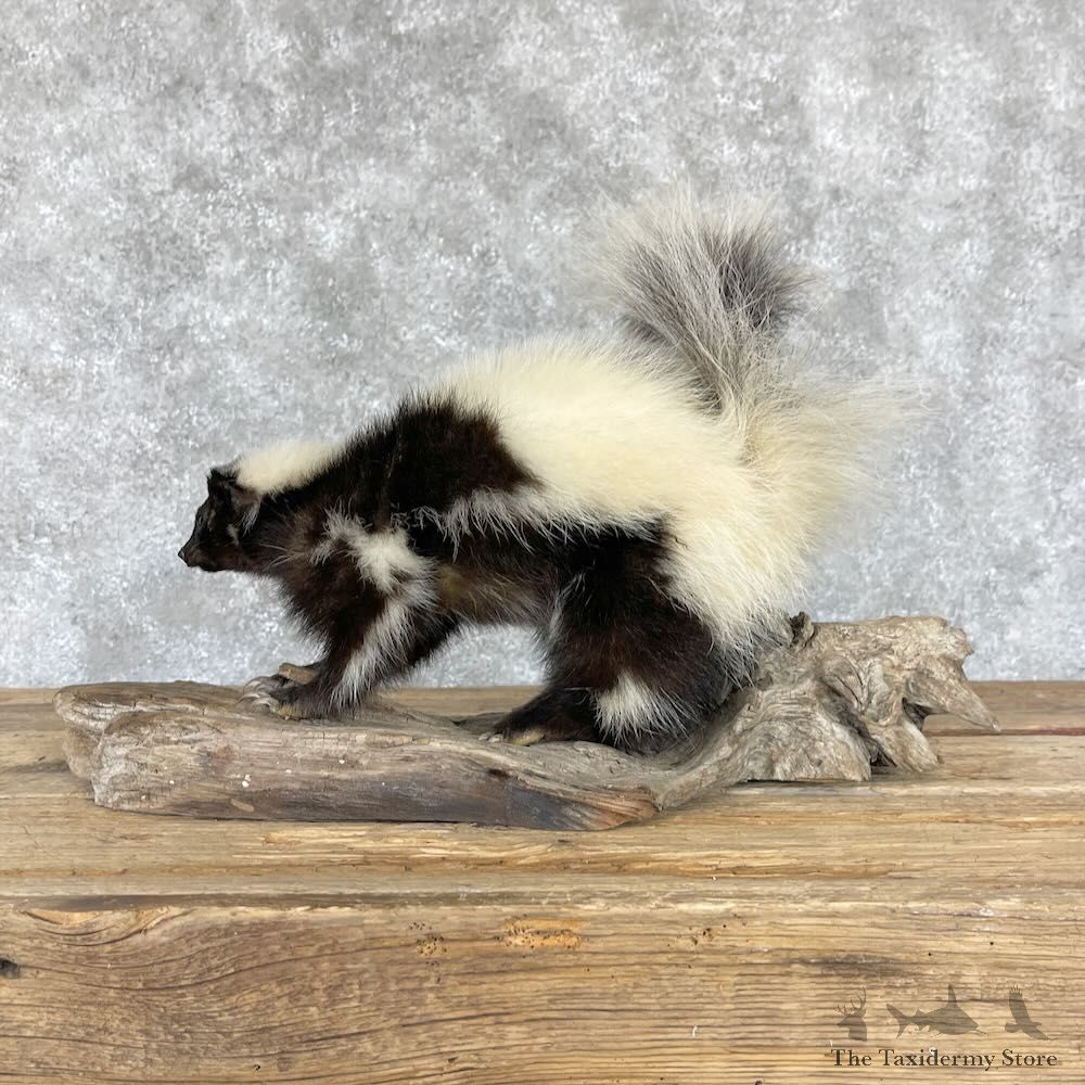 Hooded Skunk Taxidermy Mount For Sale #28229 @ The Taxidermy Store