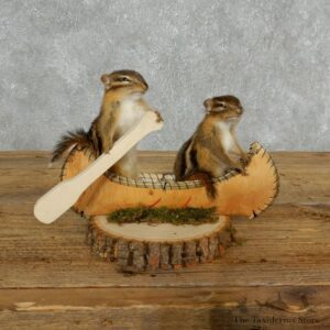 Canoeing Chipmunks Novelty Mount For Sale #18172 @ The Taxidermy Store