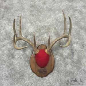 Whitetail Deer Antler Plaque Mount For Sale #32161 @ The Taxidermy Store