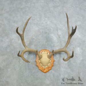Mule Deer Taxidermy Antler Plaque #18423 For Sale @ The Taxidermy Store