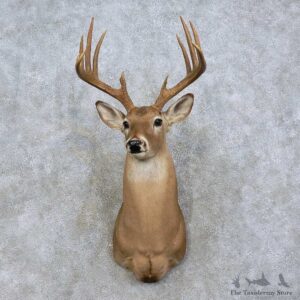 Whitetail Deer Shoulder Mount For Sale #15835 @ The Taxidermy Store