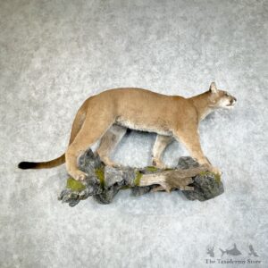 Mountain Lion Life-Size Mount For Sale #25323 @ The Taxidermy Store