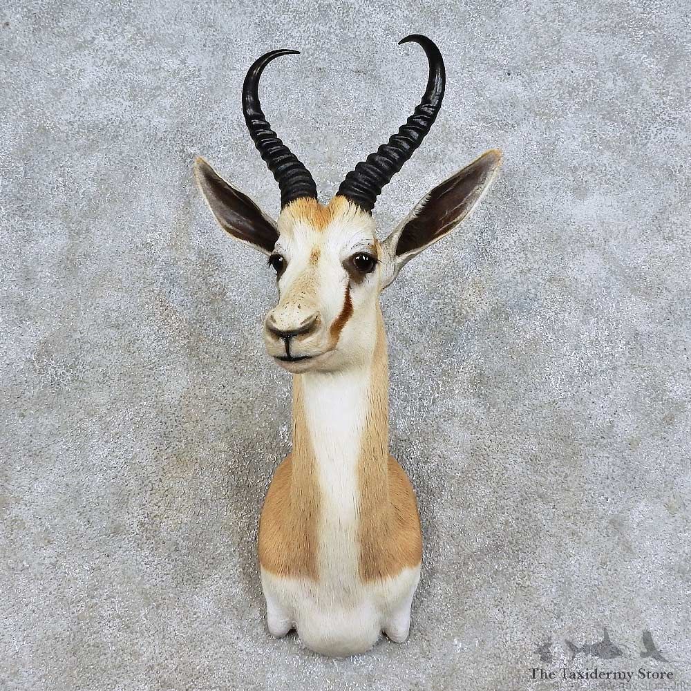 African Springbok Shoulder Mount For Sale #15941 @ The Taxidermy Store