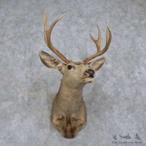 Mule Deer Shoulder Mount For Sale #15744 @ The Taxidermy Store