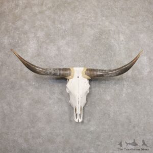 Longhorn Steer Skull European Mount For Sale #22186 @ The Taxidermy Store