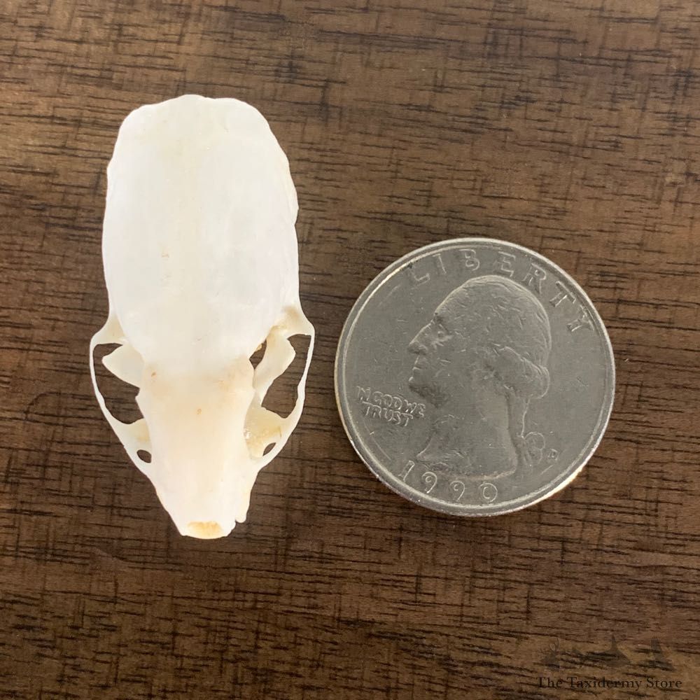 Weasel Full Skull Taxidermy Mount For Sale #22244 @ The Taxidermy Store
