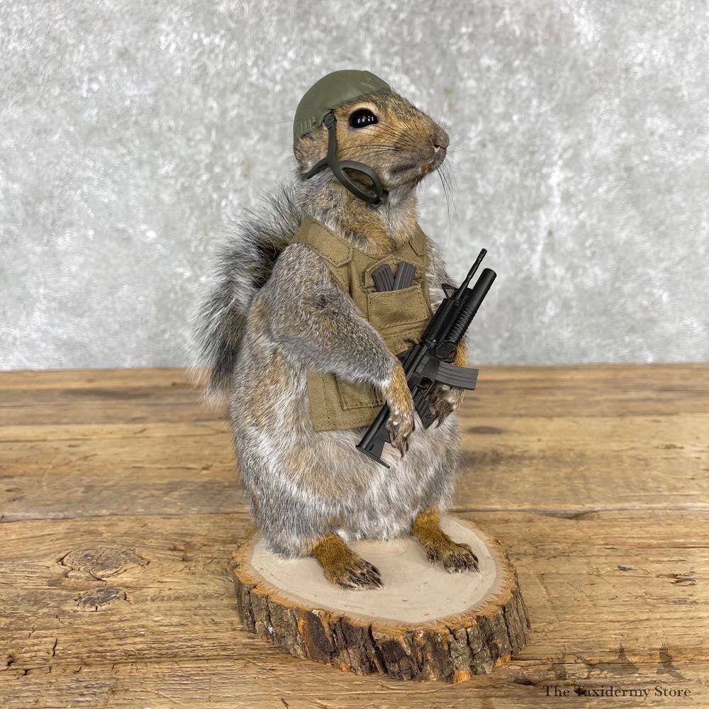 Soldier Squirrel Novelty Mount For Sale #24425 @ The Taxidermy Store