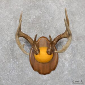 Whitetail Deer Antler Plaque Mount For Sale #19516 @ The Taxidermy Store