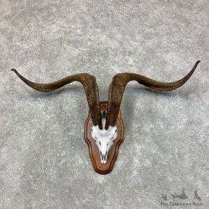 Catalina Goat European Mount For Sale #23432 @ The Taxidermy Store