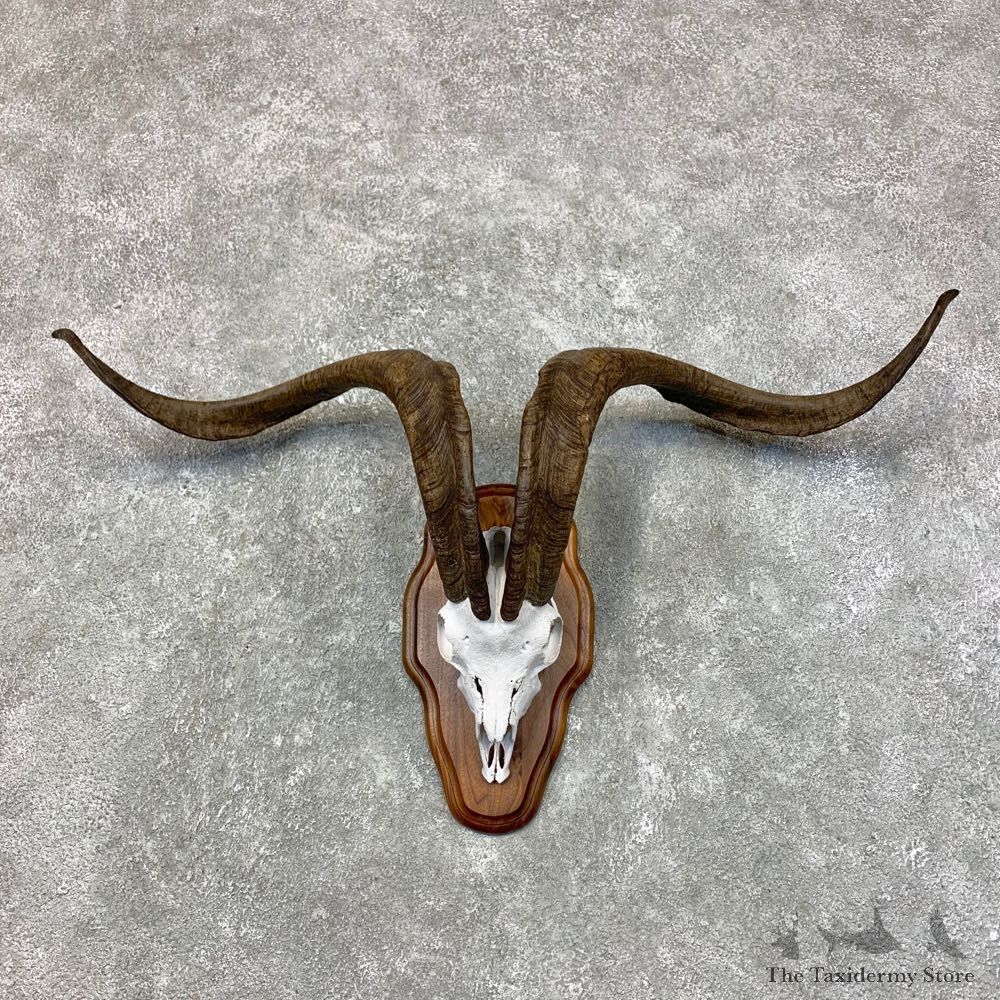 Catalina Goat European Mount For Sale #23432 @ The Taxidermy Store