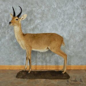 African Reedbuck Standing Life-Size Mount #13473 For Sale @ The Taxidermy Store