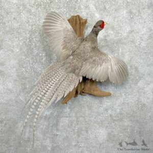 Abyssinian Blue Pheasant Bird Mount For Sale #24304 @ The Taxidermy Store