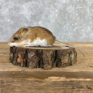 Mouse Life-Size Mount For Sale #21564 @ The Taxidermy Store