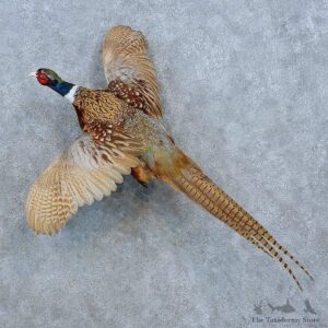 Ringneck Pheasant Bird Mount For Sale #15431 @ The Taxidermy Store