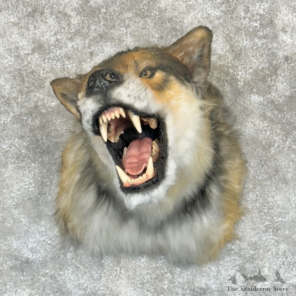 Reproduction Timberwolf Shoulder Mount For Sale #29163 @ The Taxidermy Store