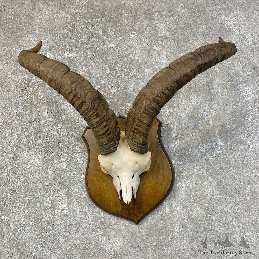 Gredos Ibex Skull Horn European Taxidermy Mount For Sale #25212 @ The Taxidermy Store